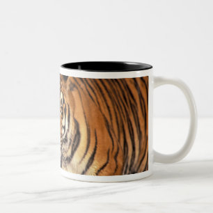 ASIEN, Indien, BENGALSK TIGER (Panthera tigris) Två-Tonad Mugg