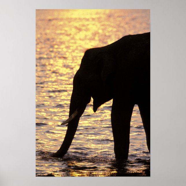 Asien, Indien, Nargahole Nationalpark. Indisk Poster (Framsidan)