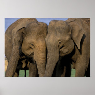 Asien, Indien, Nargahole nationalpark. indiska 2 Poster