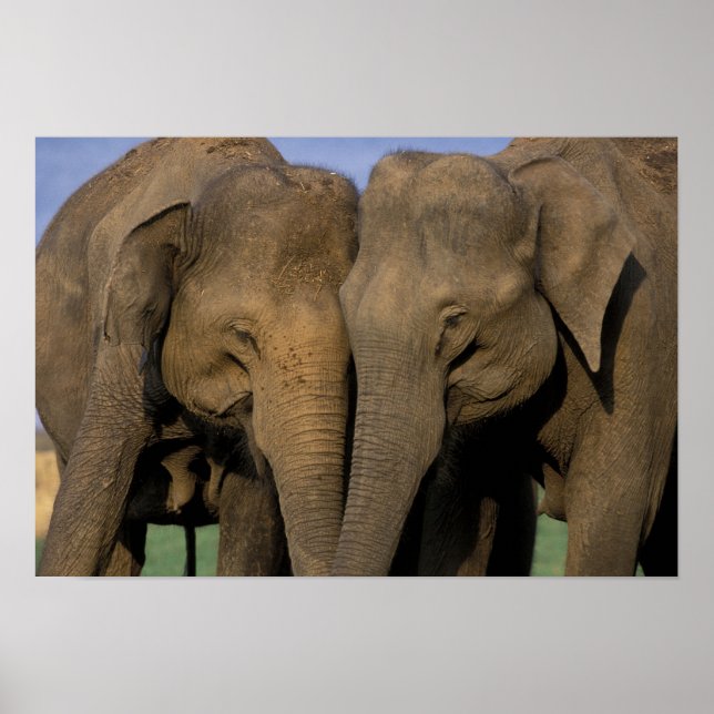 Asien, Indien, Nargahole nationalpark. indiska 2 Poster (Framsidan)
