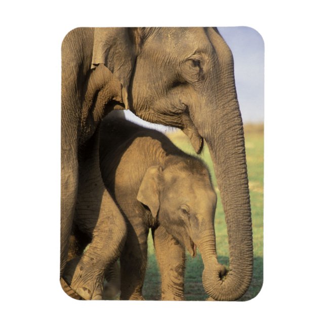 Asien, Indien, Nargahole nationalpark. indiska Magnet (Vertikal)