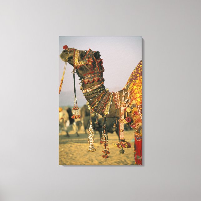 Asien, Indien, Pushkar. Kamel Shamu, Pushkar Canvastryck (Framsida)