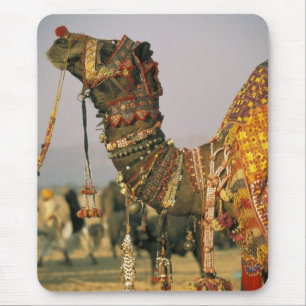 Asien, Indien, Pushkar. Kamel Shamu, Pushkar Musmatta