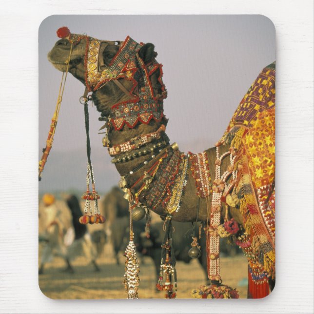 Asien, Indien, Pushkar. Kamel Shamu, Pushkar Musmatta (Framsidan)