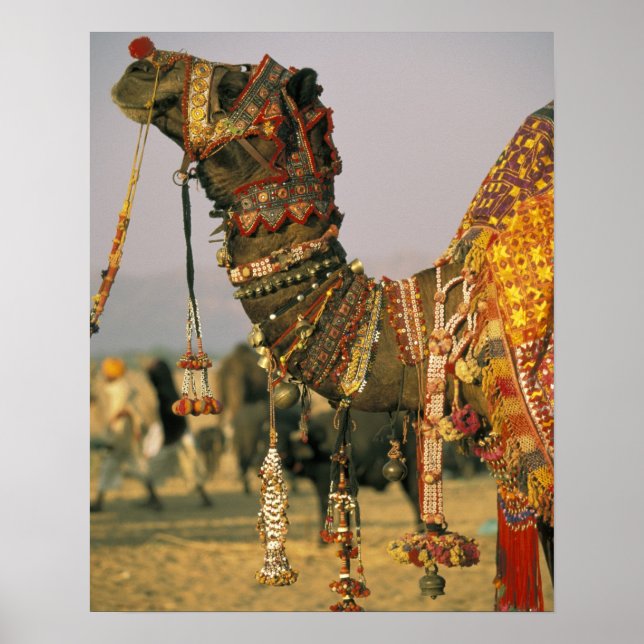 Asien, Indien, Pushkar. Kamel Shamu, Pushkar Poster (Framsidan)