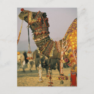 Asien, Indien, Pushkar. Kamel Shamu, Pushkar Vykort