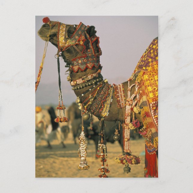 Asien, Indien, Pushkar. Kamel Shamu, Pushkar Vykort (Framsida)