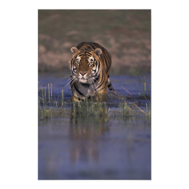 ASIEN, Indien Tiger som går genom vattnet Fototryck (Framsidan)