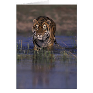 ASIEN, Indien Tiger som går genom vattnet Hälsningskort