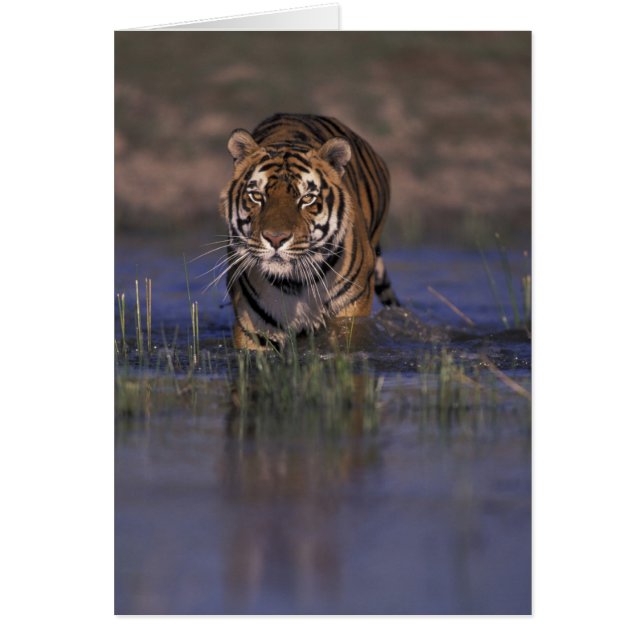 ASIEN, Indien Tiger som går genom vattnet Hälsningskort (Framsidan)
