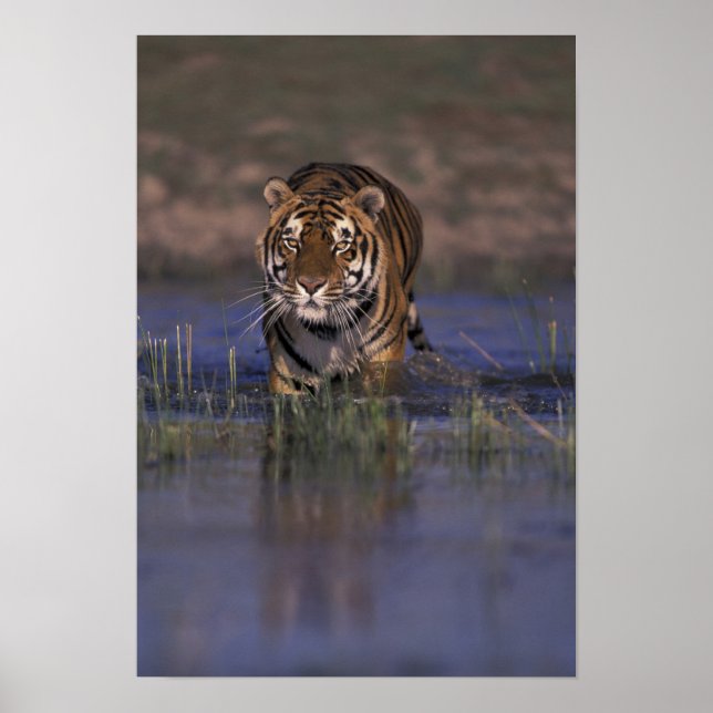 ASIEN, Indien Tiger som går genom vattnet Poster (Framsidan)