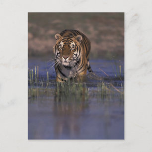ASIEN Indien tiger som går till och med vatten Vykort