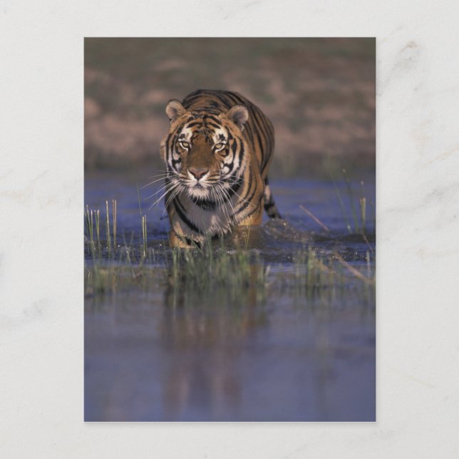 ASIEN Indien tiger som går till och med vatten Vykort (Framsida)