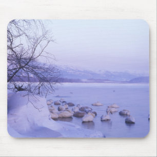 Asien, Japan, Hokkaido, Akan NP, Whopper Svansar Musmatta
