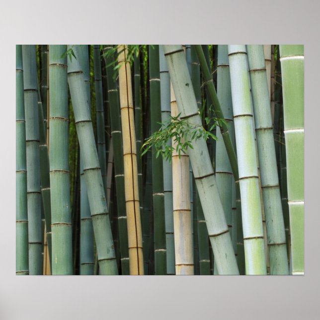 Asien, Japan, Kyoto, Arashiyama, Sagano, Bamboo Poster (Framsidan)