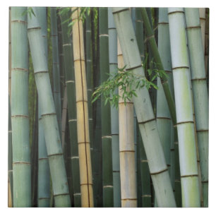 Asien, Japan, Kyoto, Arashiyama, Sagano, Bambu Kakelplatta