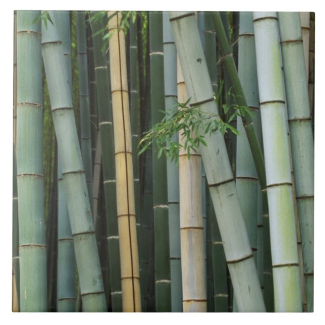 Asien, Japan, Kyoto, Arashiyama, Sagano, Bambu Kakelplatta (Framsidan)