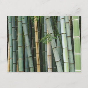 Asien, Japan, Kyoto, Arashiyama, Sagano, Bambus Vykort