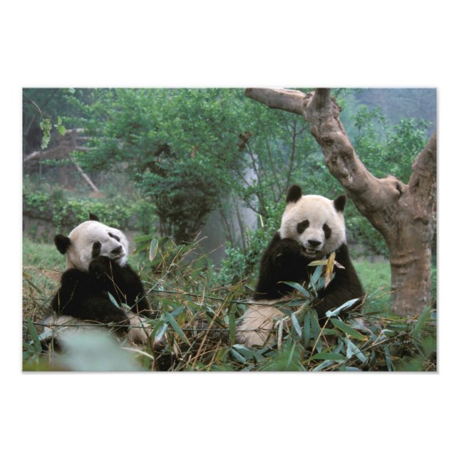 Asien, Kina, Chengdu. Jättepandas skyddade område Fototryck (Framsidan)