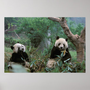 Asien, Kina, Chengdu. Jättepandas skyddade område Poster