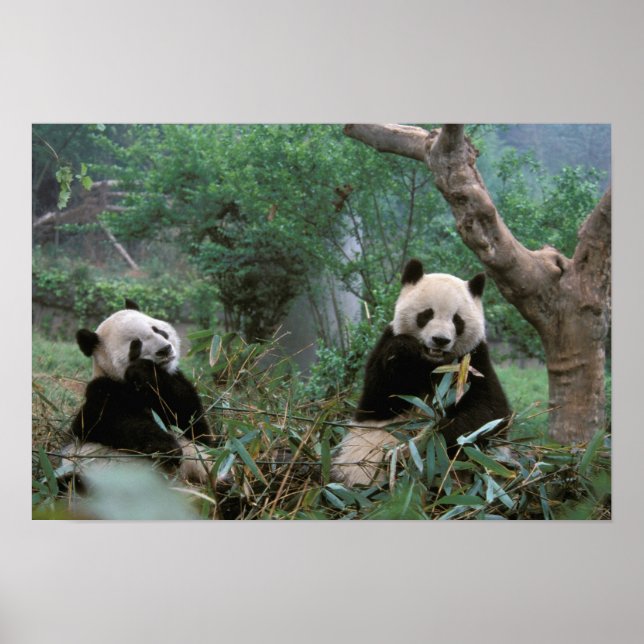Asien, Kina, Chengdu. Jättepandas skyddade område Poster (Framsidan)