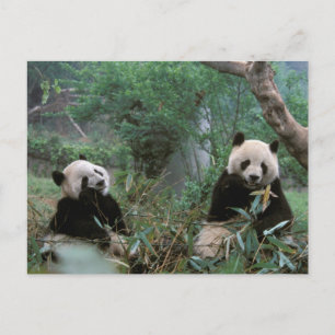 Asien, Kina, Chengdu. Jättepandas skyddade område Vykort