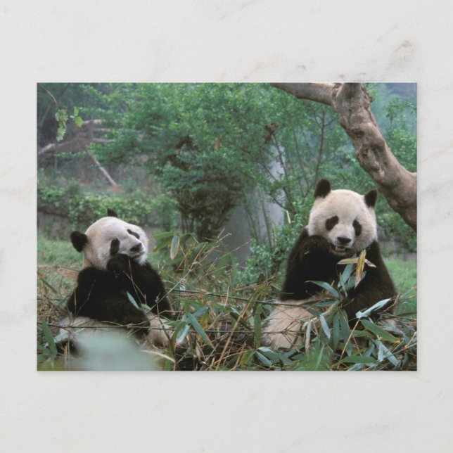 Asien, Kina, Chengdu. Jättepandas skyddade område Vykort (Framsida)