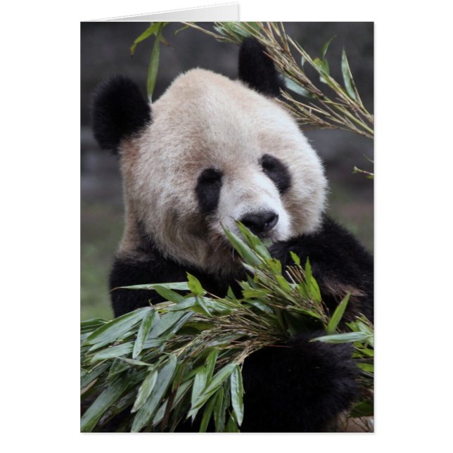 Asien, Kina Chongqing. Jättepanda Hälsningskort (Framsidan)