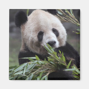 Asien, Kina Chongqing. Jättepanda Magnet