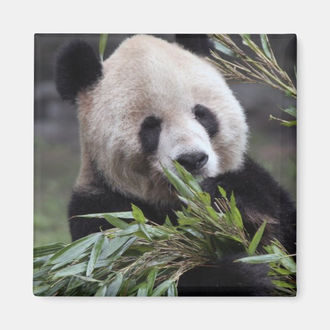 Asien, Kina Chongqing. Jättepanda Magnet (Framsidan)