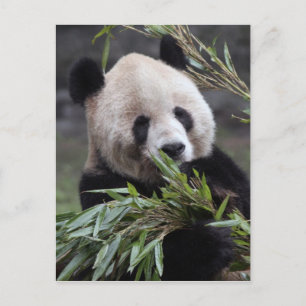 Asien, Kina Chongqing. Jättepanda Vykort