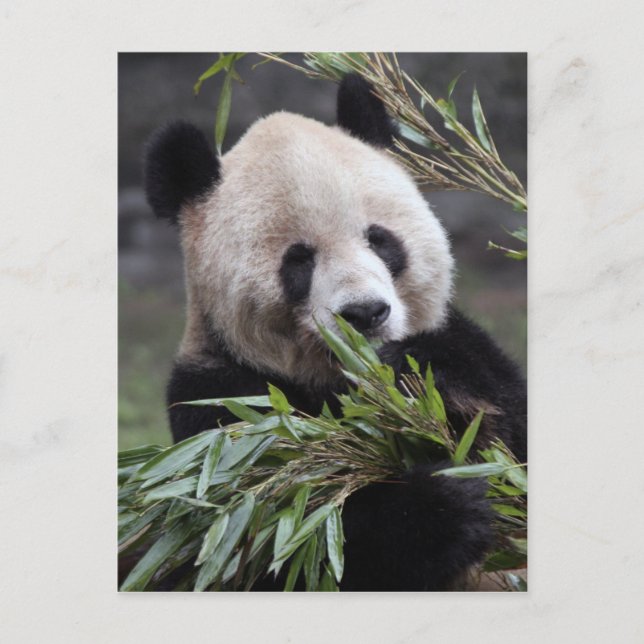 Asien, Kina Chongqing. Jättepanda Vykort (Framsida)