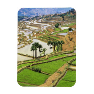 Asien, Kina, Yunnan, Honghe. Rissterrasser nära Magnet