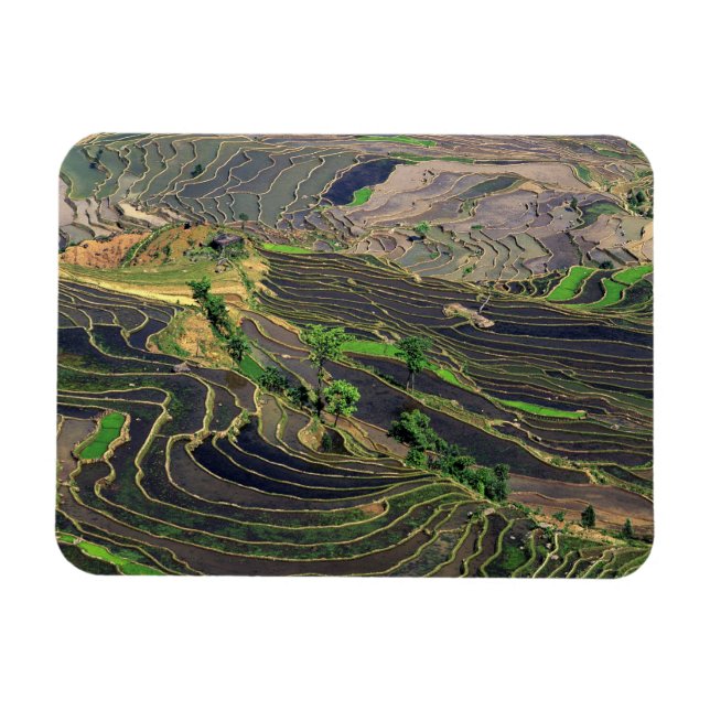 Asien, Kina, Yunnan, Honghe. Rissterrasser nära Magnet (Horisontell)