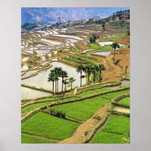 Asien, Kina, Yunnan, Honghe. Rissterrasser nära Poster