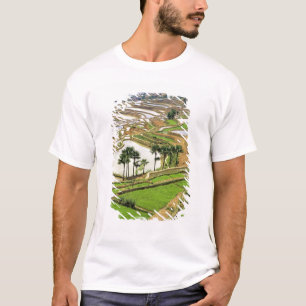 Asien, Kina, Yunnan, Honghe. Rissterrasser nära Tee