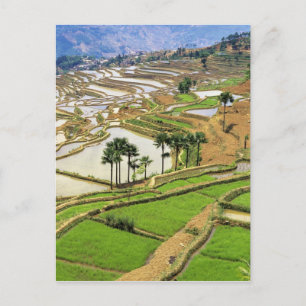 Asien, Kina, Yunnan, Honghe. Rissterrasser nära Vykort