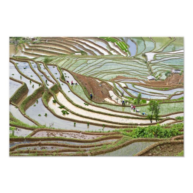 Asien, Kina, Yunnan, Jinping. Infödda Yi-människor Fototryck (Framsidan)