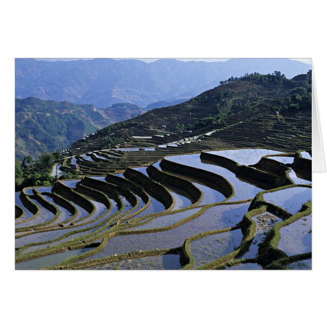 Asien, Kina, Yunnan, Yuanyang. Kuperad Hälsningskort (Framsidan Horizontal)