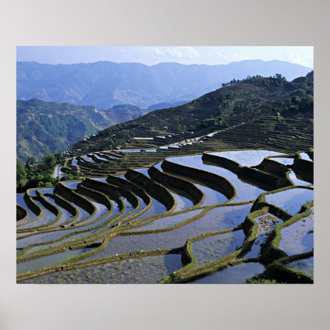 Asien, Kina, Yunnan, Yuanyang. Kuperad Poster (Framsidan)