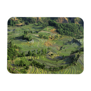 Asien, Kina, Yunnan, Yuanyang. Mönster av grönt 2 Magnet