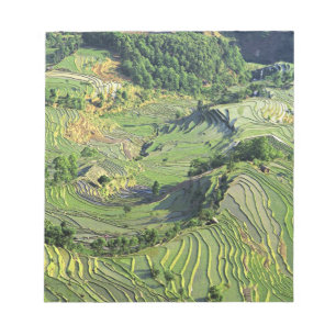 Asien, Kina, Yunnan, Yuanyang. Mönster av grönt Anteckningsblock