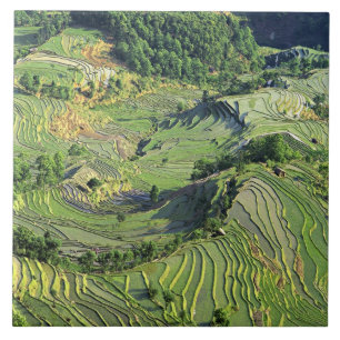 Asien, Kina, Yunnan, Yuanyang. Mönster av grönt Kakelplatta