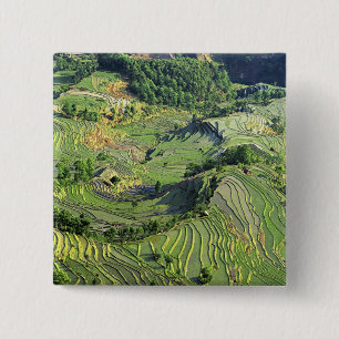 Asien, Kina, Yunnan, Yuanyang. Mönster av grönt Knapp