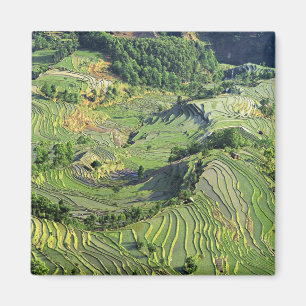 Asien, Kina, Yunnan, Yuanyang. Mönster av grönt Magnet