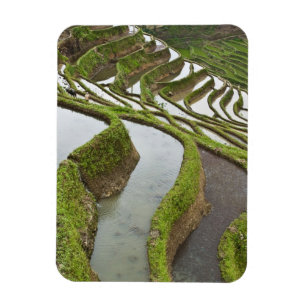 Asien, Kina, Yunnan, Yuanyang. Översvämmad ris Magnet