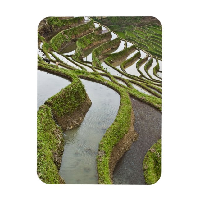 Asien, Kina, Yunnan, Yuanyang. Översvämmad ris Magnet (Vertikal)