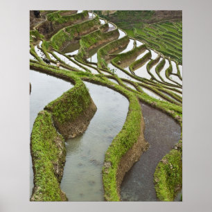 Asien, Kina, Yunnan, Yuanyang. Översvämmad ris Poster