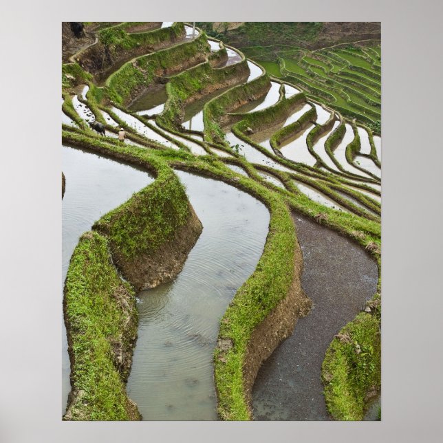 Asien, Kina, Yunnan, Yuanyang. Översvämmad ris Poster (Framsidan)
