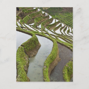 Asien, Kina, Yunnan, Yuanyang. Översvämmad ris Vykort